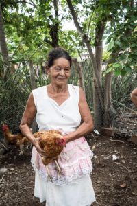 2016 - The chicken collectives have been successful!