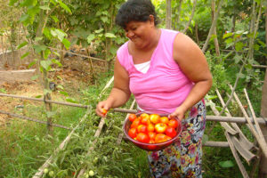 2014 - Gloria Aparicio, community promoter in the Mangle project, is harvesting her tomatoes.