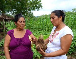2014 - Maria Matamoros views the large sweet potato Gloria Cruz has grown.