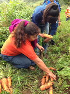 2015 - ASOFAIL farmers show their produce (L-R above)